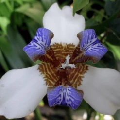 Shrubs Full Sun Neomarica Gracilis 'Walking Iris' 16 Shrubs Full Sun Neomarica Gracilis 'Walking Iris'