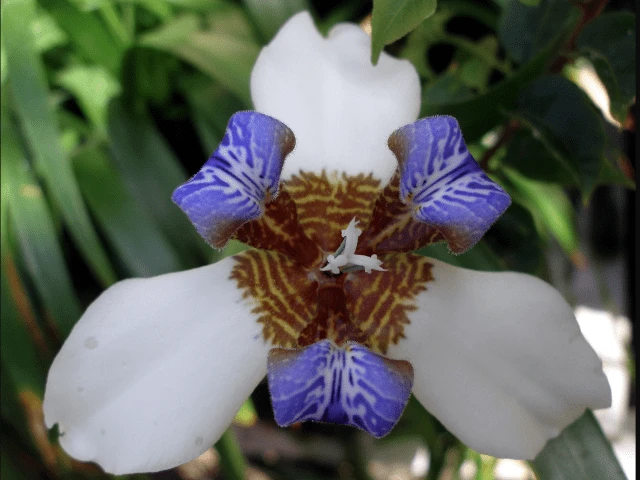 Shrubs Full Sun Neomarica Gracilis 'Walking Iris' 9 Shrubs Full Sun Neomarica Gracilis 'Walking Iris'