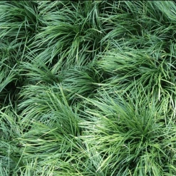 Shrubs Full Sun Ophiopogon Japonicus Mondo Grass