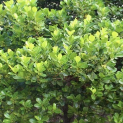 Shrubs Acronychia Imperforata Vista S