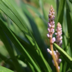 Shrubs Liriope Muscari Samantha