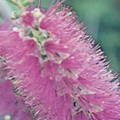 Shrubs Callistemon Mauve Mist 7 Shrubs Callistemon Mauve Mist