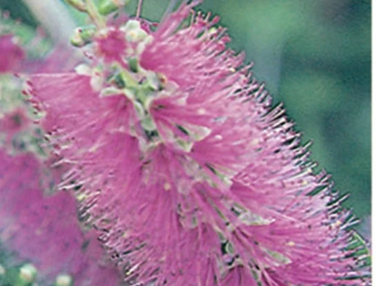 Shrubs Callistemon Mauve Mist 5 Shrubs Callistemon Mauve Mist