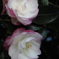 Shrubs Camellia Sasanqua Leslie Ann