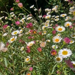 Shrubs Erigeron Karvinskianus Seaside Daisy Ground Covers
