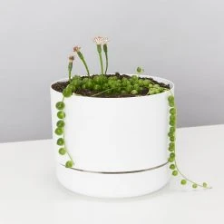 Pot + Plant Gift Box String Of Pearls - Pot + Plant Cacti & Succulents