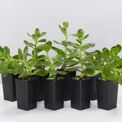 Succulents Full Sun Senecio Jacobsenii Weeping Jade Succulent Groundcover Pack