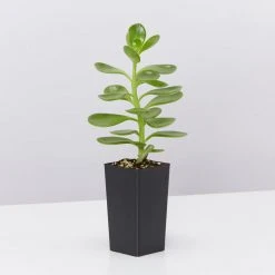 Succulents Full Sun Senecio Jacobsenii Weeping Jade Succulent Groundcover Pack