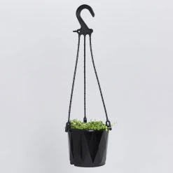 Pot + Plant Gift Box String Of Pearls - Pot + Plant Cacti & Succulents