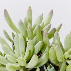 Succulents Senecio Serpens Blue Chalksticks Dwarf Border Plants