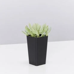 Succulents Senecio Serpens Blue Chalksticks Dwarf Border Plants