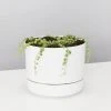 Indoor Garden Cacti & Succulents Variegated String Of Pearls - Pot + Plant