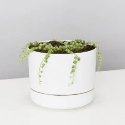 Indoor Garden Cacti & Succulents Variegated String Of Pearls - Pot + Plant