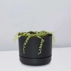 Indoor Garden Cacti & Succulents Variegated String Of Pearls - Pot + Plant
