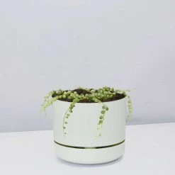 Indoor Garden Cacti & Succulents Variegated String Of Pearls - Pot + Plant