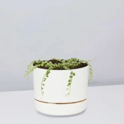 Indoor Garden Cacti & Succulents Variegated String Of Pearls - Pot + Plant