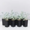 Succulents Senecio Trident Blue Succulent Pack