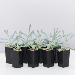 Succulents Senecio Trident Blue Succulent Pack