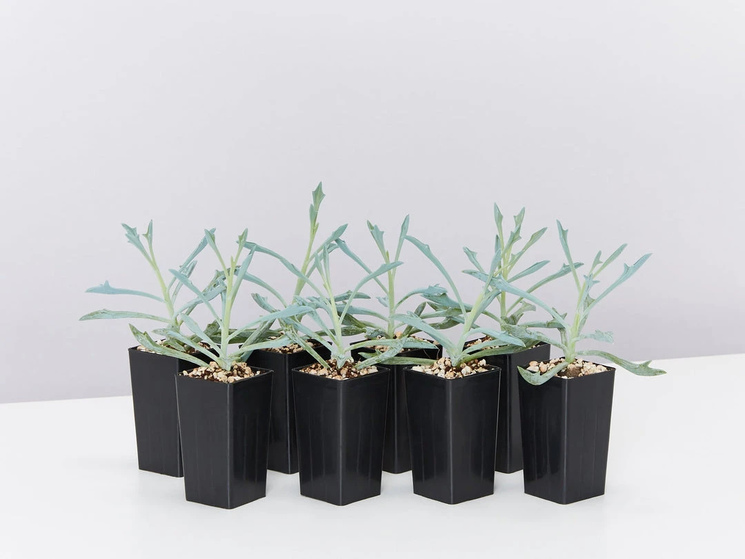 Succulents Senecio Trident Blue Succulent Pack 3 Succulents Senecio Trident Blue Succulent Pack