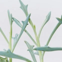 Succulents Senecio Trident Blue Succulent Pack 9 Succulents Senecio Trident Blue Succulent Pack