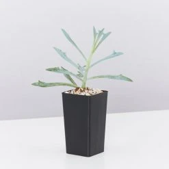 Succulents Senecio Trident Blue Succulent Pack 10 Succulents Senecio Trident Blue Succulent Pack