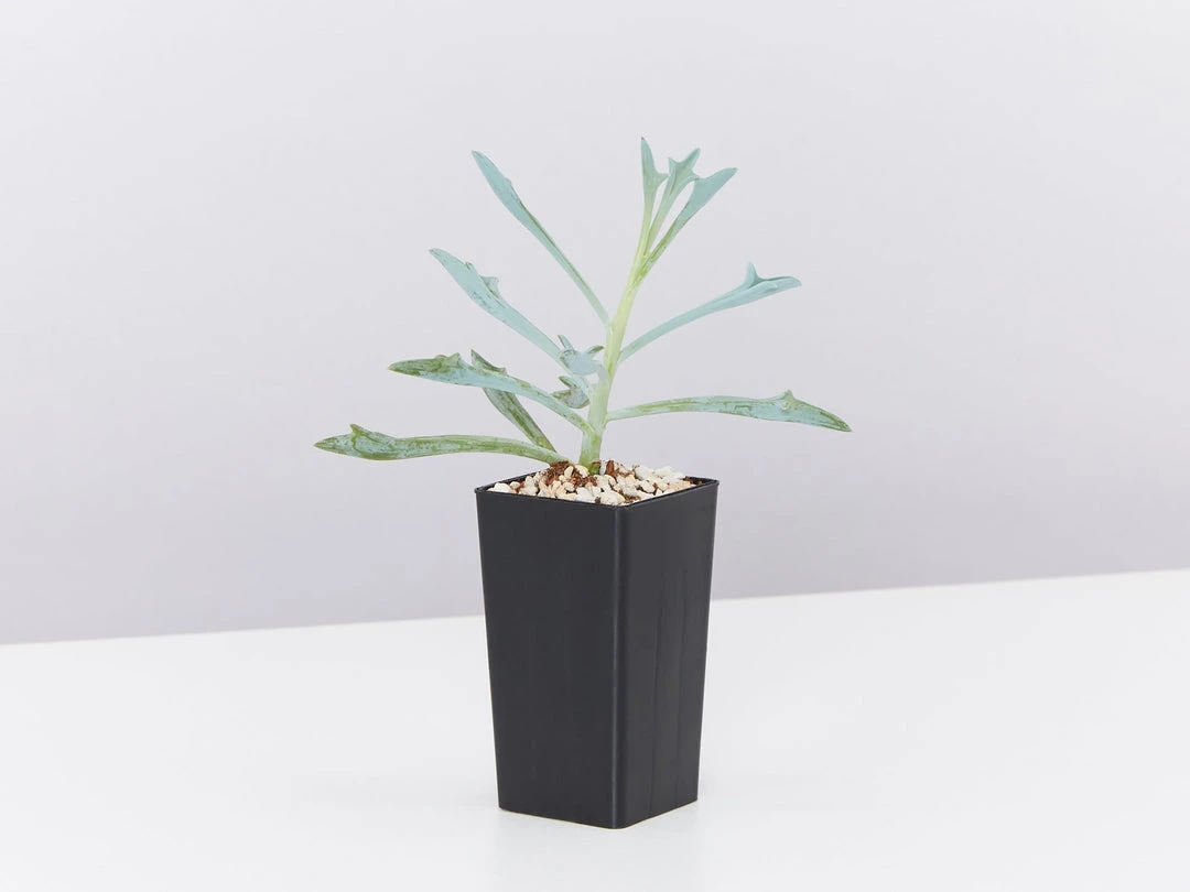 Succulents Senecio Trident Blue Succulent Pack 6 Succulents Senecio Trident Blue Succulent Pack