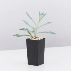 Shrubs A Full Sun - Totally Minimal Effort Garden Pack