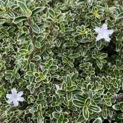 Shrubs Climbing Plants She's All That - The Flowering Pack 18 Shrubs Climbing Plants She's All That - The Flowering Pack