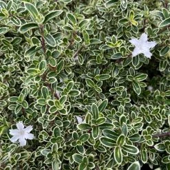 Shrubs Serissa Foetida Snow Leaves