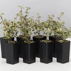 Shrubs Serissa Foetida Snow Leaves