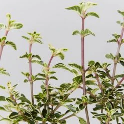 Shrubs Serissa Foetida Snow Leaves