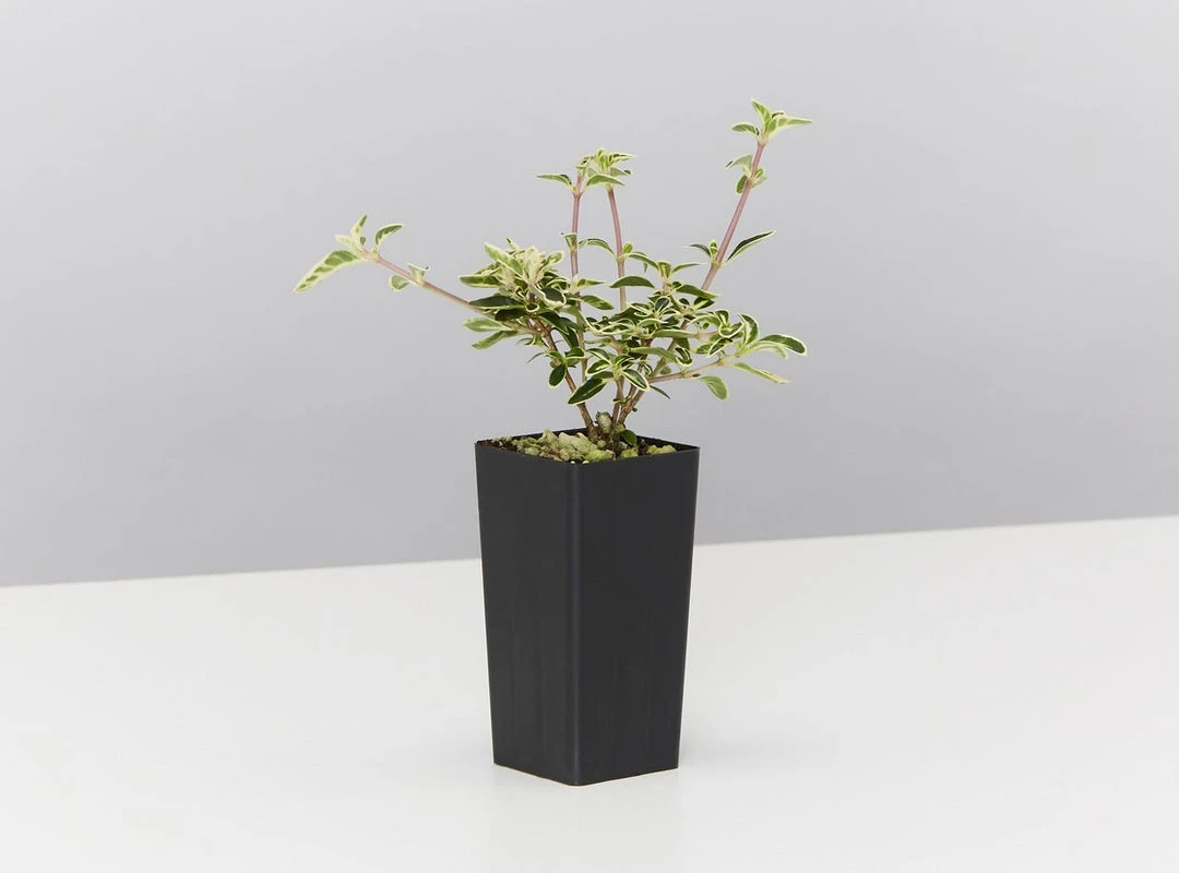 Shrubs Climbing Plants She's All That - The Flowering Pack 7 Shrubs Climbing Plants She's All That - The Flowering Pack