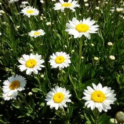 Shrubs Leucanthemum Superbum Border Plants