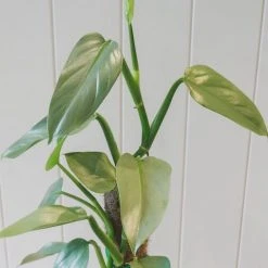 Indoor Garden Easy Care Plants Philodendron Hastatum Silver Sword