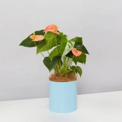 Urban Eden Sky Blue Vessel + Potted Plant