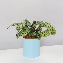 Urban Eden Sky Blue Vessel + Potted Plant