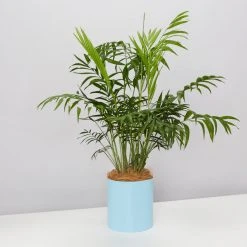 Urban Eden Sky Blue Vessel + Potted Plant