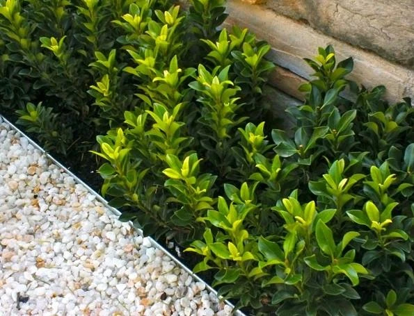 Shrubs Rhaphiolepis Snow Maiden Dwarf Hedge Pack 6 Shrubs Rhaphiolepis Snow Maiden Dwarf Hedge Pack