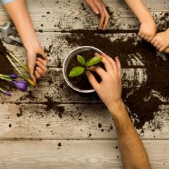 Indoor Garden The Teachers Classroom Houseplant Pack 30 Indoor Garden The Teachers Classroom Houseplant Pack