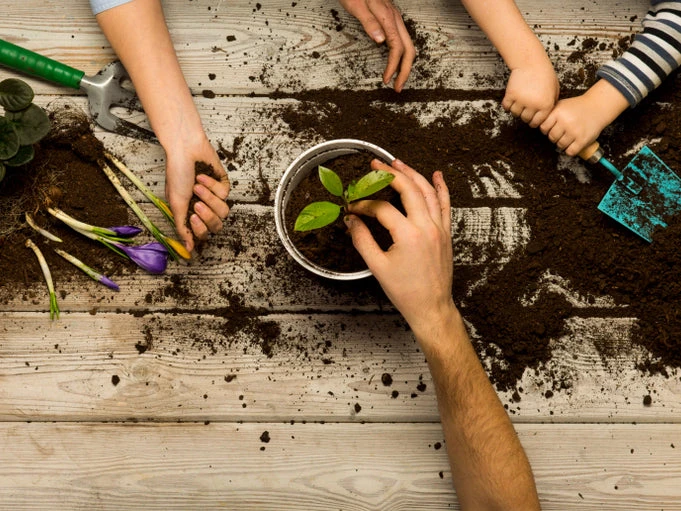 Indoor Garden The Teachers Classroom Houseplant Pack 16 Indoor Garden The Teachers Classroom Houseplant Pack