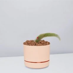 Cacti LECA + Soft Monkey Tail Cactus Planter Easy Care Plants 21 Cacti LECA + Soft Monkey Tail Cactus Planter Easy Care Plants