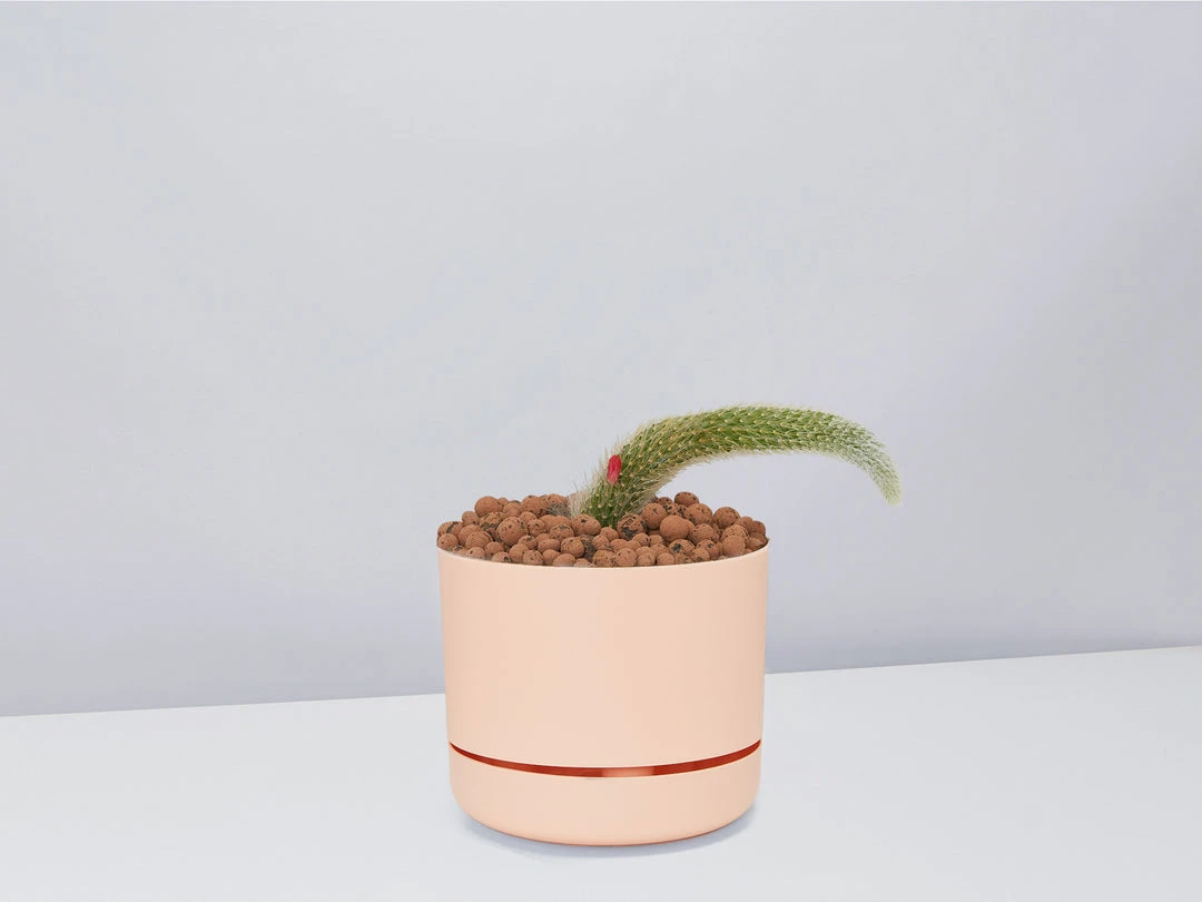 Cacti LECA + Soft Monkey Tail Cactus Planter Easy Care Plants 11 Cacti LECA + Soft Monkey Tail Cactus Planter Easy Care Plants