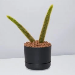 Cacti LECA + Golden Monkey Tail Cactus ???? Planter Easy Care Plants
