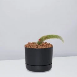Cacti LECA + Soft Monkey Tail Cactus Planter Easy Care Plants 17 Cacti LECA + Soft Monkey Tail Cactus Planter Easy Care Plants