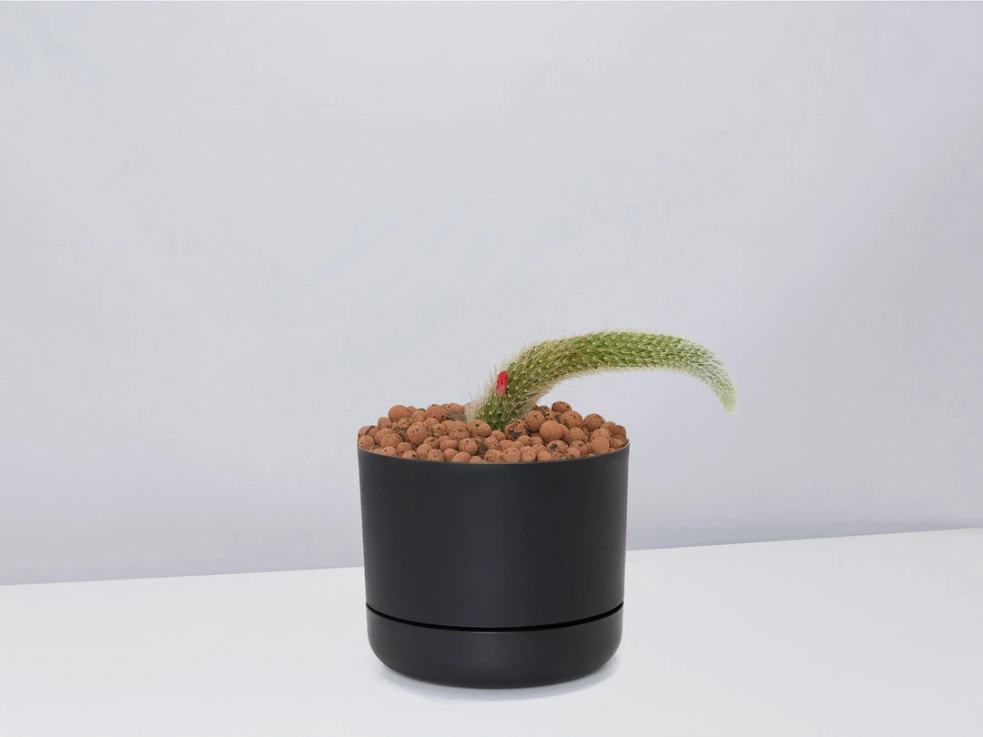 Cacti LECA + Soft Monkey Tail Cactus Planter Easy Care Plants 7 Cacti LECA + Soft Monkey Tail Cactus Planter Easy Care Plants