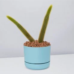 Cacti LECA + Golden Monkey Tail Cactus ???? Planter Easy Care Plants