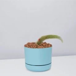 Cacti LECA + Soft Monkey Tail Cactus Planter Easy Care Plants 22 Cacti LECA + Soft Monkey Tail Cactus Planter Easy Care Plants