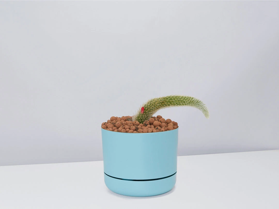 Cacti LECA + Soft Monkey Tail Cactus Planter Easy Care Plants 12 Cacti LECA + Soft Monkey Tail Cactus Planter Easy Care Plants