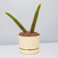 Cacti LECA + Golden Monkey Tail Cactus ???? Planter Easy Care Plants