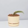 Cacti LECA + Soft Monkey Tail Cactus Planter Easy Care Plants 2 Cacti LECA + Soft Monkey Tail Cactus Planter Easy Care Plants